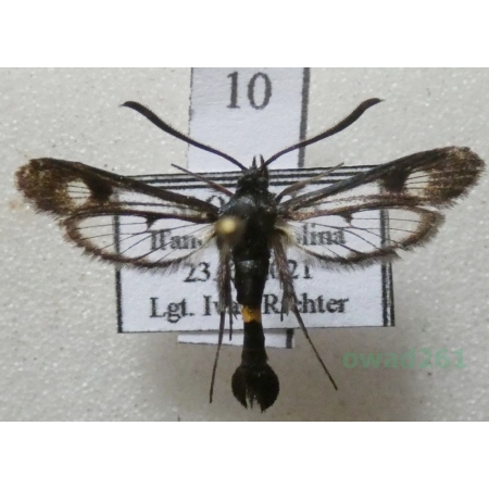 Synanthedon andrenaeformis (Laspeyres, 1801) Przeziernik kalinowiec Slovakia10